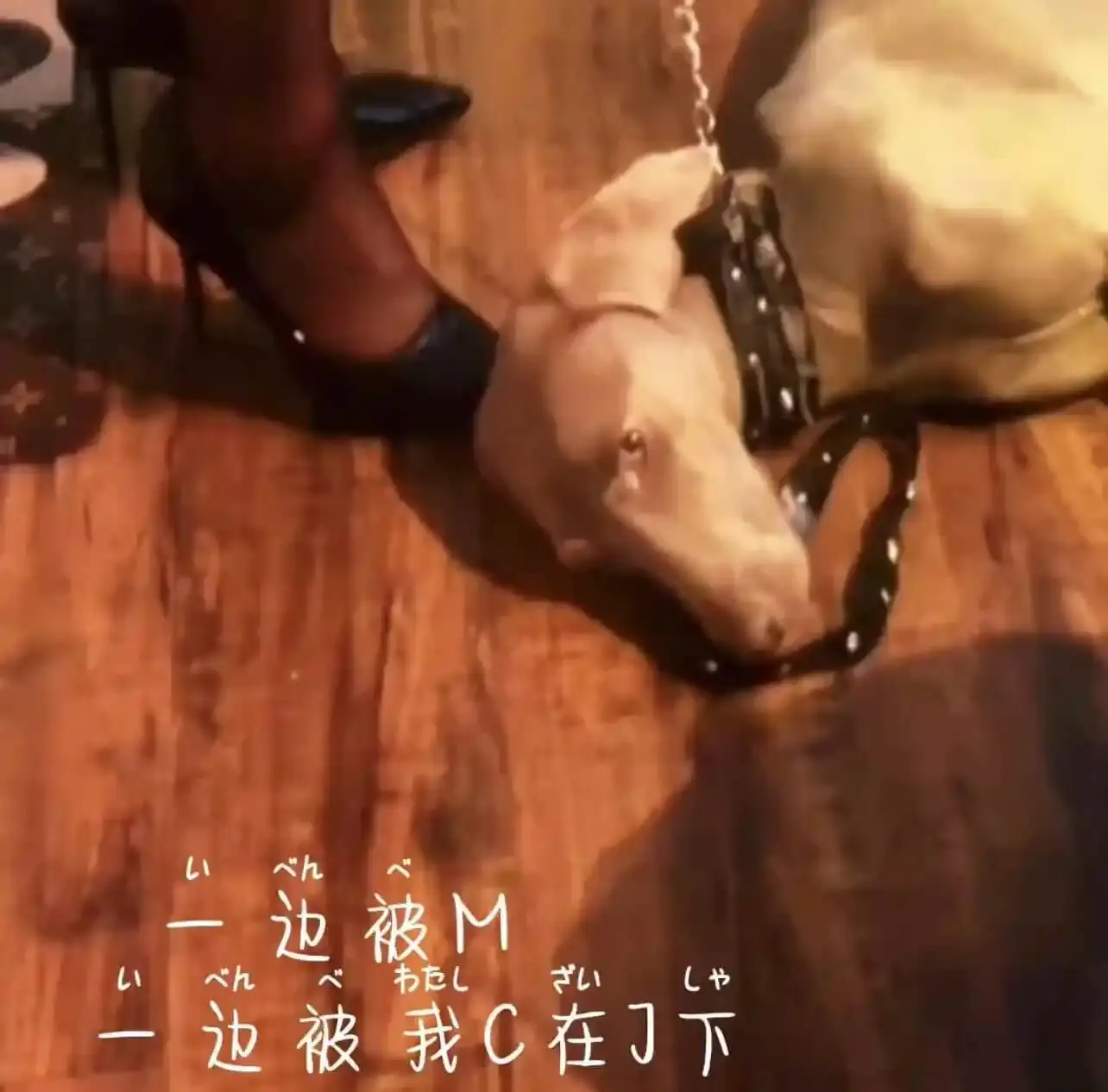 西檬之家-k8猫系是什么？了解字母圈的猫系文化与玩法